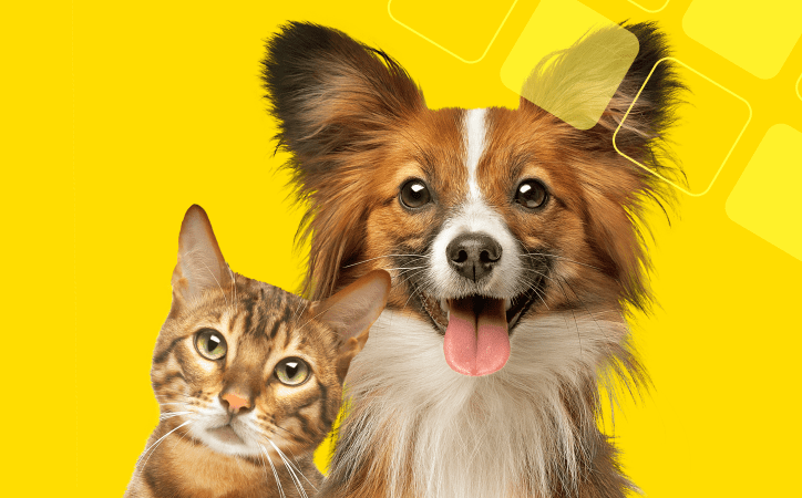 Um cachorro e um gato na frente de um fundo amarelo. 
