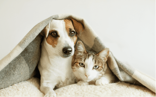 Cachorro debaixo de uma coberta com gato do lado. 