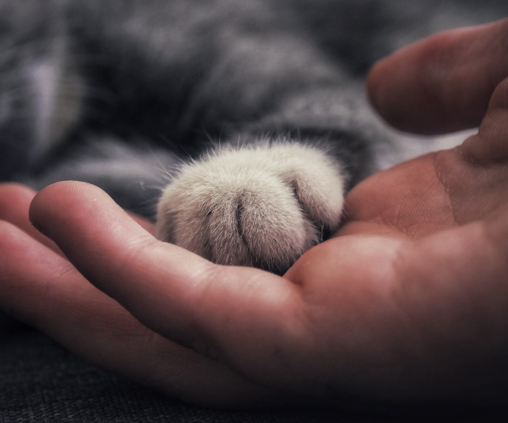 imagem da pata de um gato em cima da mão de uma pessoa