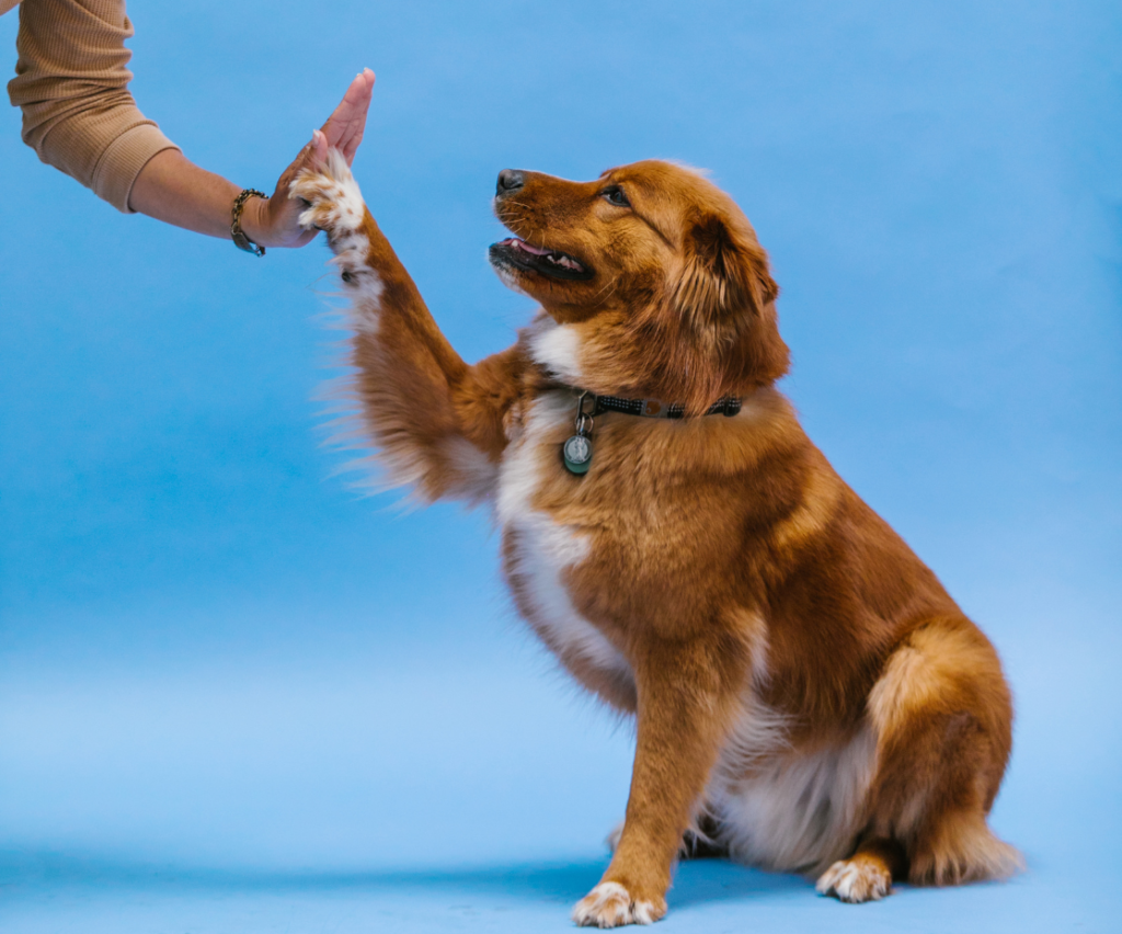 cão em adestramento batendo a pata na mão de uma pessoa
