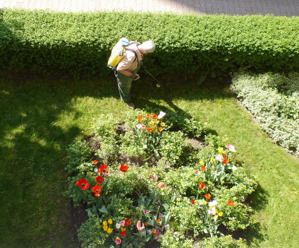 jardineiro cuidando de um jardim com rosas vermelhas e brancas