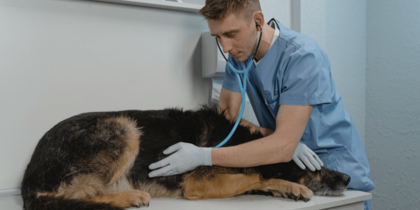 Veterinário realizando uma consulta em um cachorro.